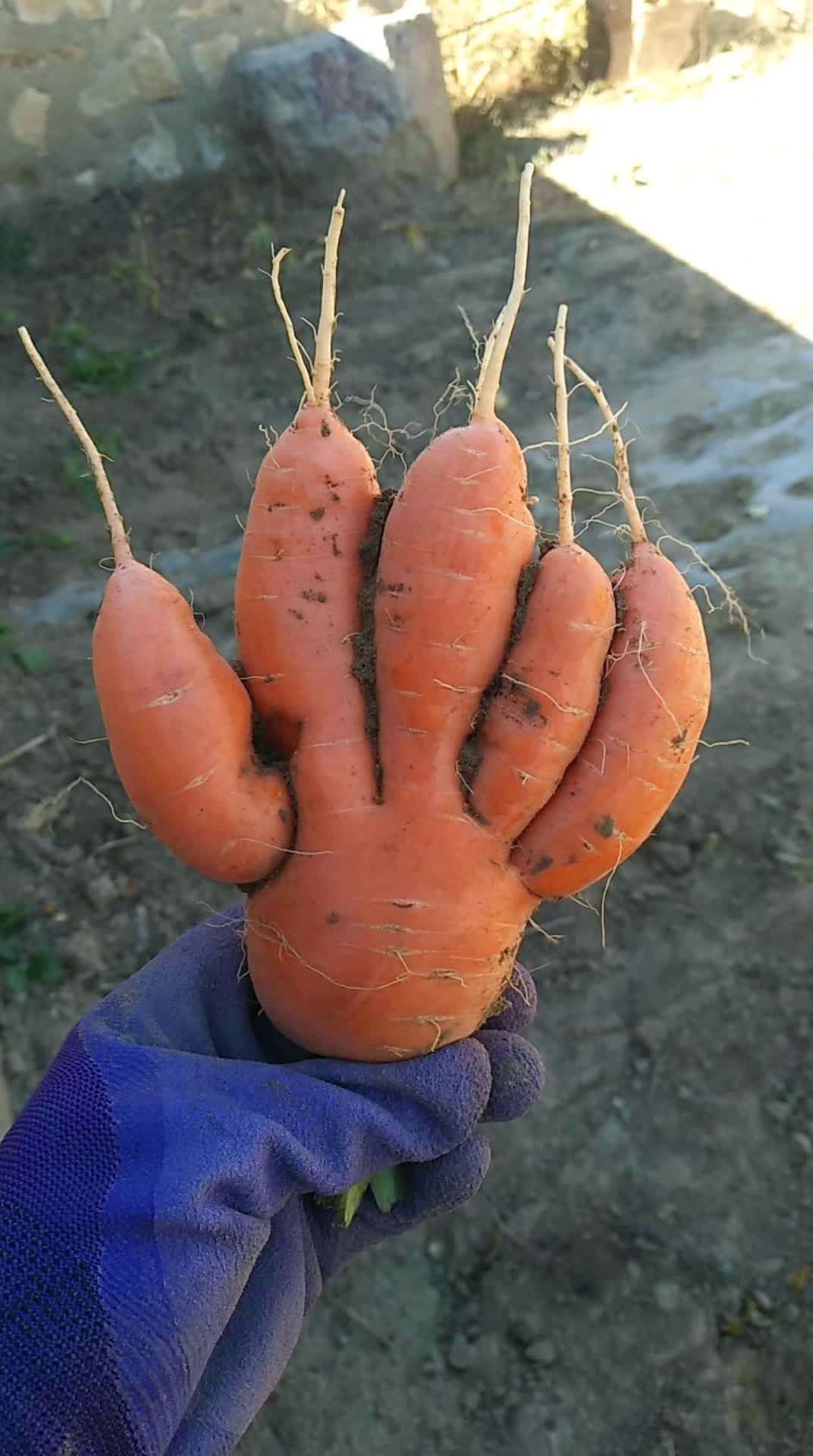 胡萝卜变异了~~~989898