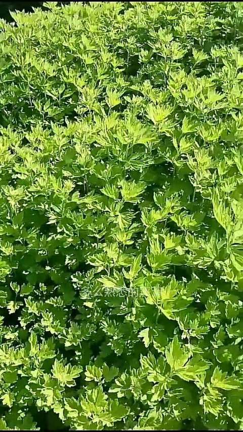 金艾健康生长,金艾安全加工,金艾保健品13592060938