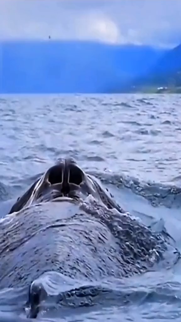 分享一下海洋霸主蓝鲸,重达180吨,蓝鲸浮出海面十分罕见,拍摄不易,见