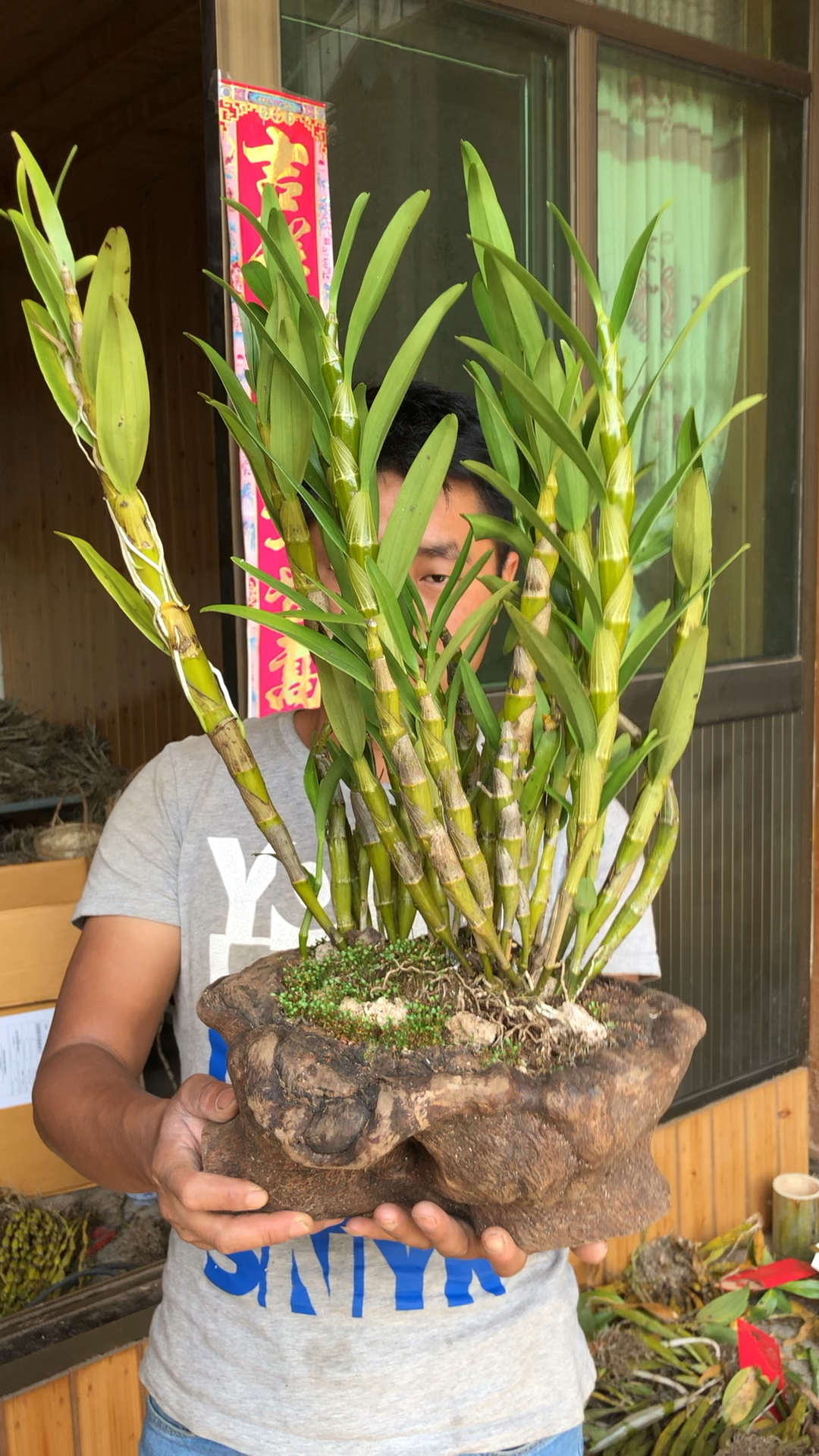 野生金钗石斛,药用选金钗,养生选铁皮!