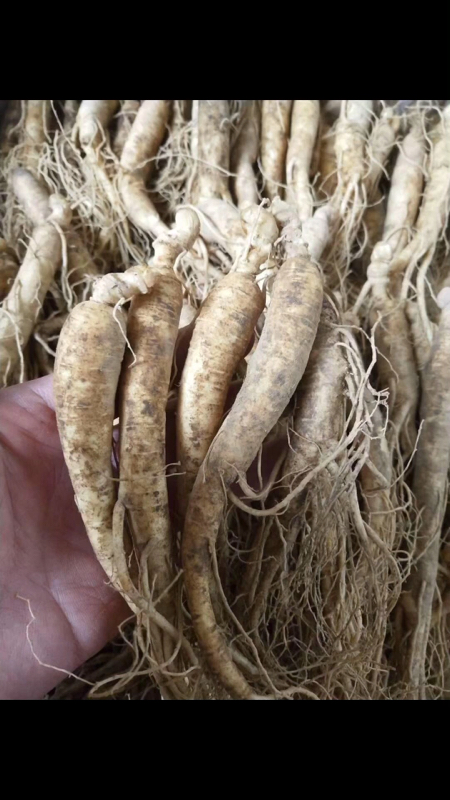 小参有货,需要的朋友可以下单了