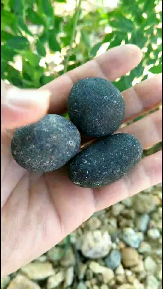 天星屎,雷公石!