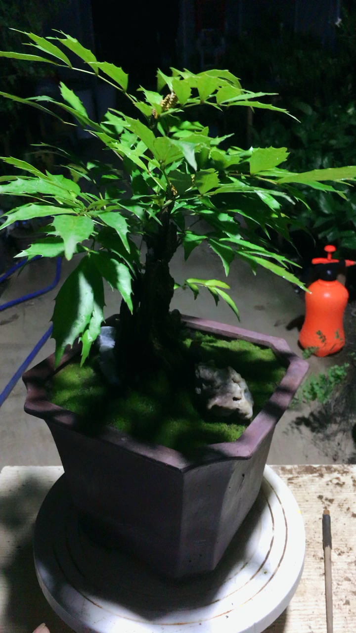 微盆景,十大功劳!寻结缘人!