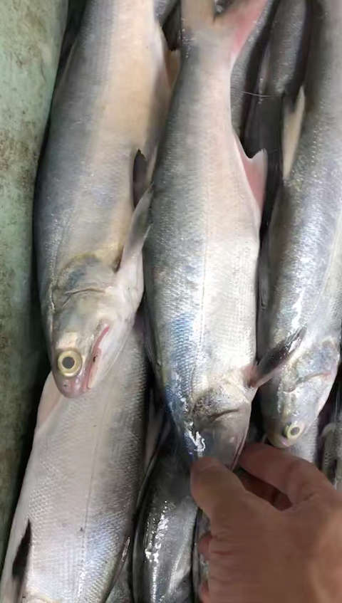 小午鱼 双头硬 证明刚出水