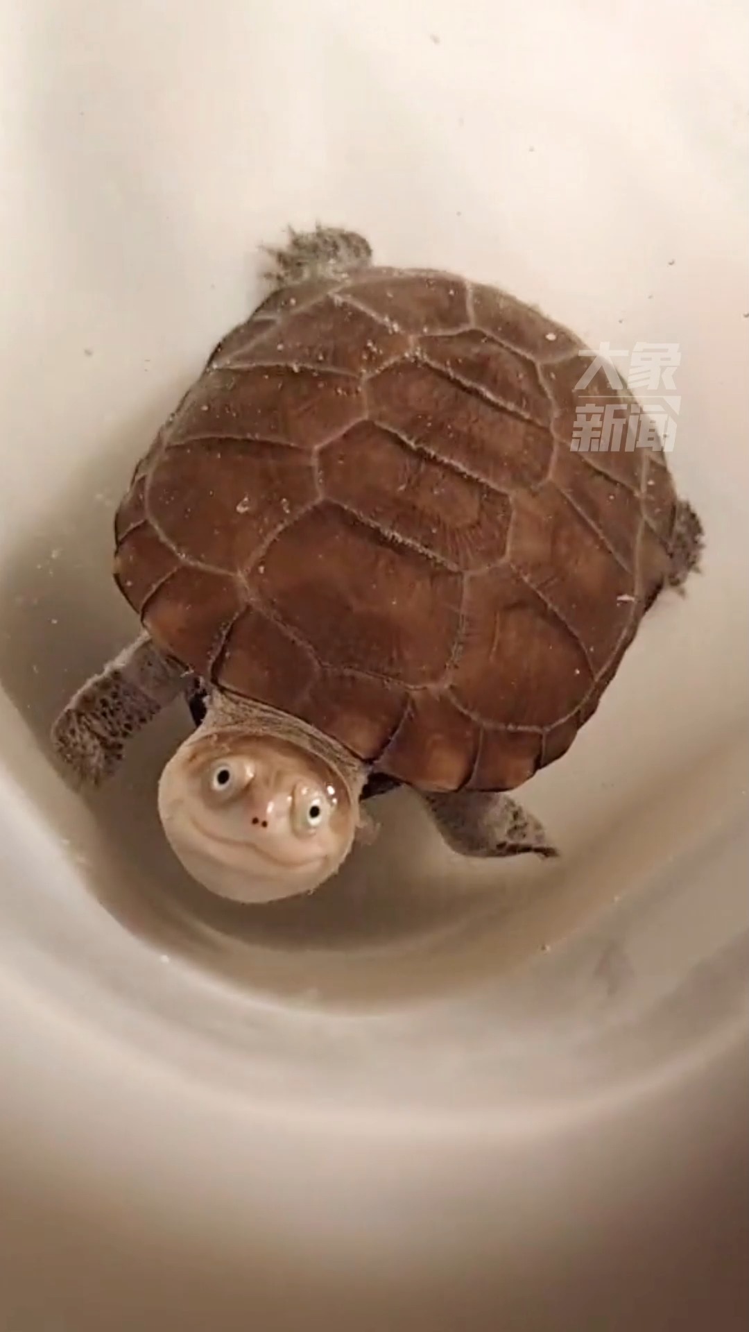 微笑小乌龟上线,让你开心一整天#乌龟98  #微笑  #山东