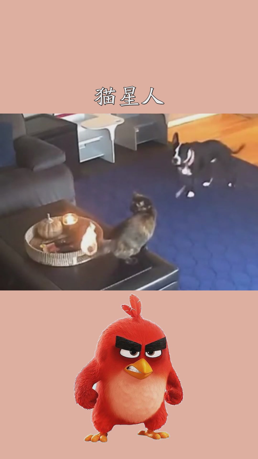 外国网友猫咪尾巴着火后续萌宠猫