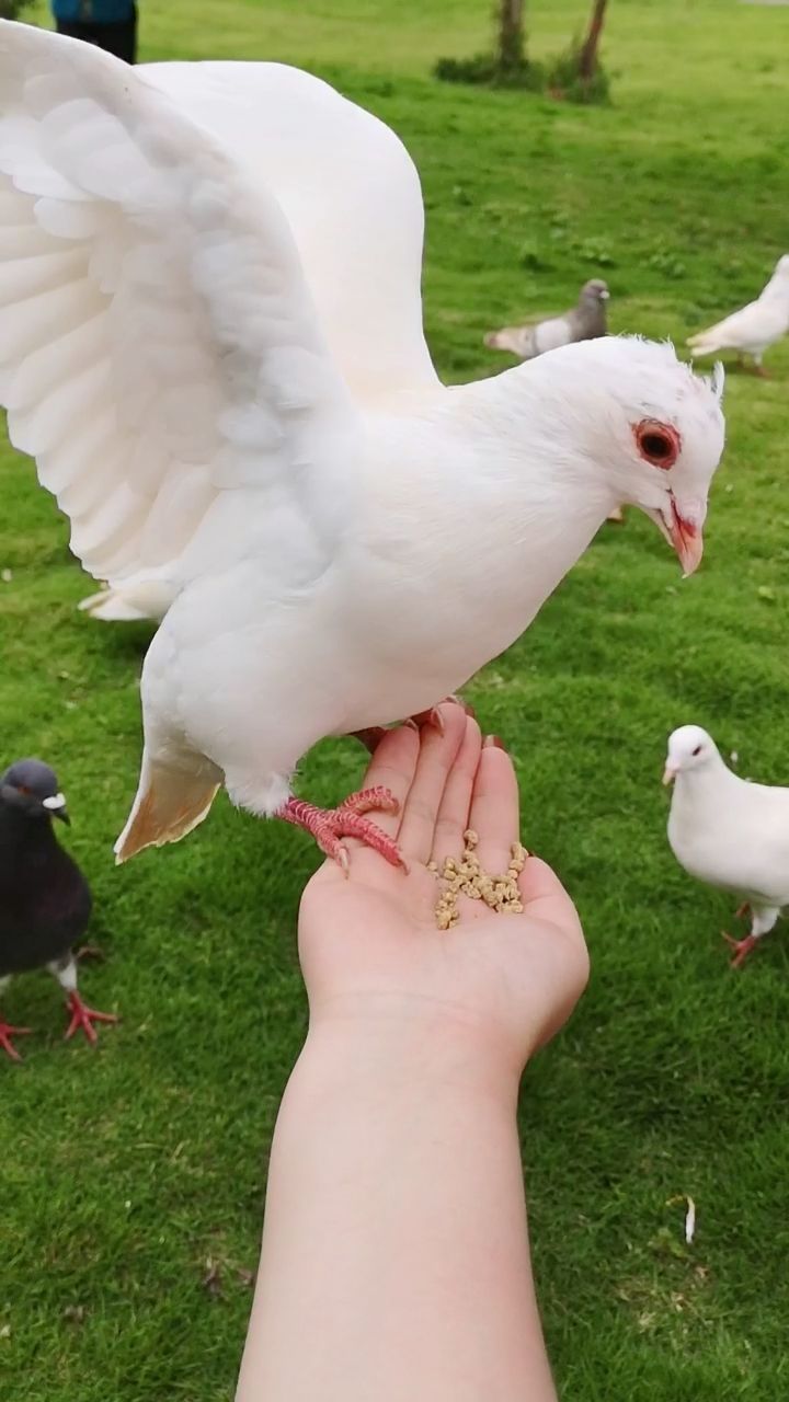 鸽子的爪子抓得很牢呦