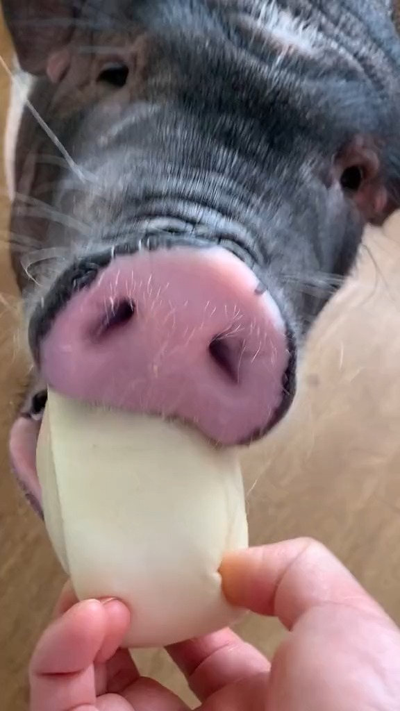 这只猪竟然吃馒头都这么香,真的太可爱了