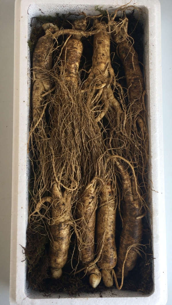 集安边条人参!6年根!一斤6-7支!v:15567808886