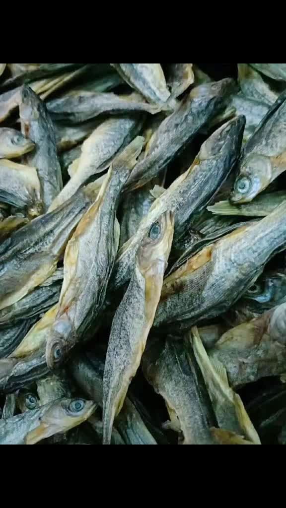 大兴安岭纯野生冷水鱼——柳根鱼,江白鱼