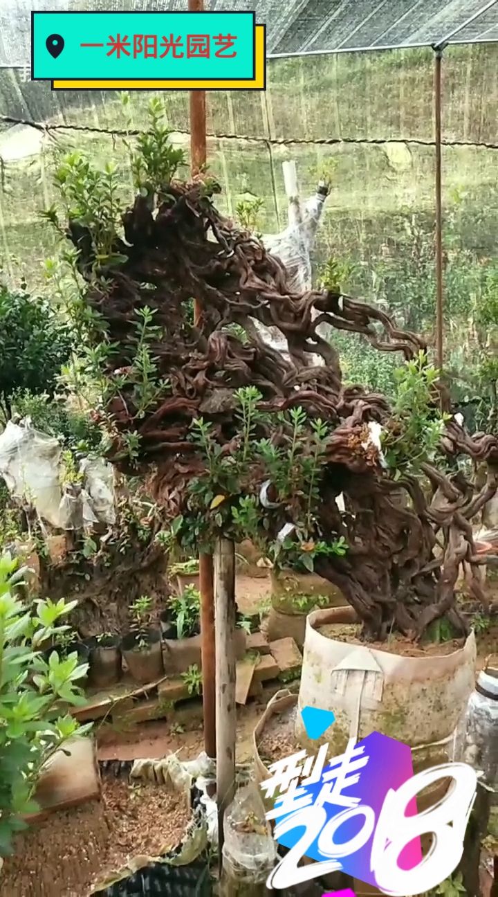 千年树妖之丹东红珊瑚杜鹃