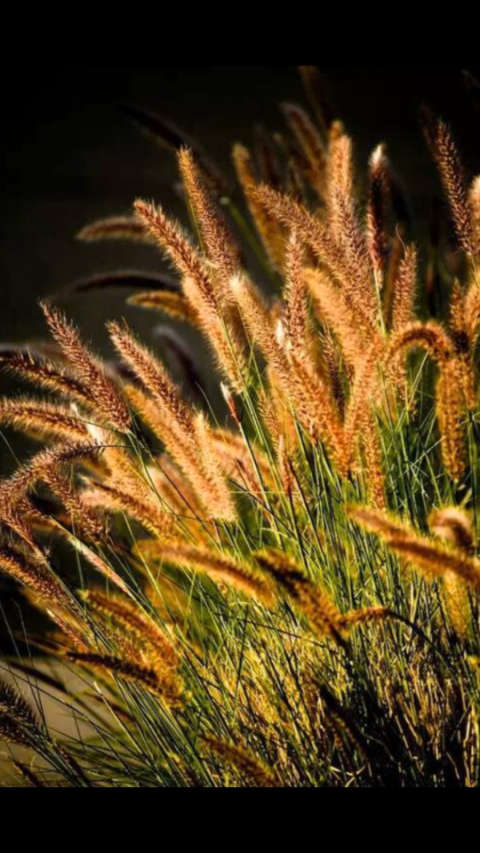 秋天的山草,美醉了.