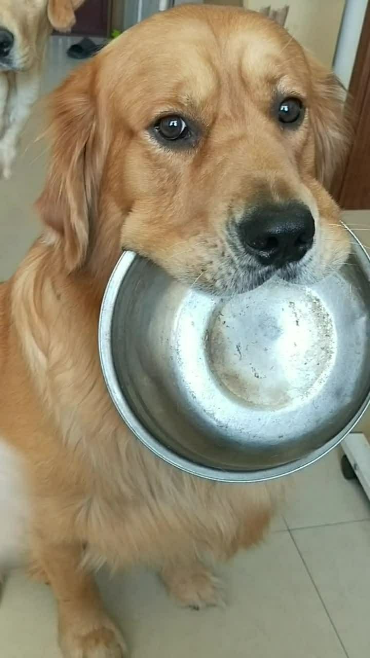 要饭狗也是有尊严的