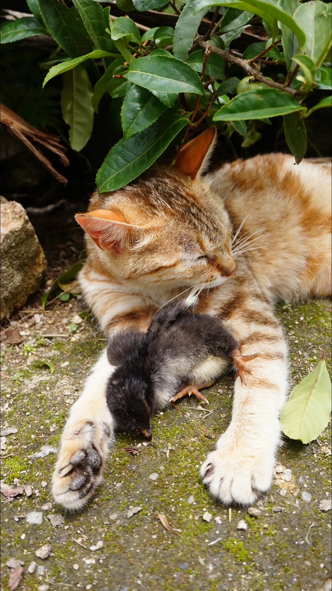 猫咪和小鸡依偎在一起睡午觉,这温馨的画面真暖心
