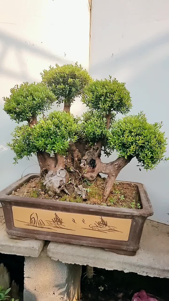 精品小叶赤楠盆景老庄