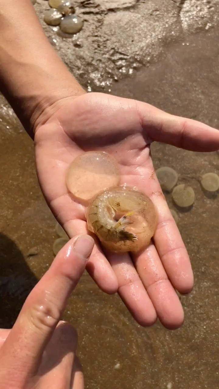 皮皮虾钻到泥螺卵里了