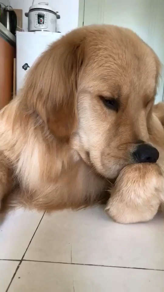 思考狗生  989898