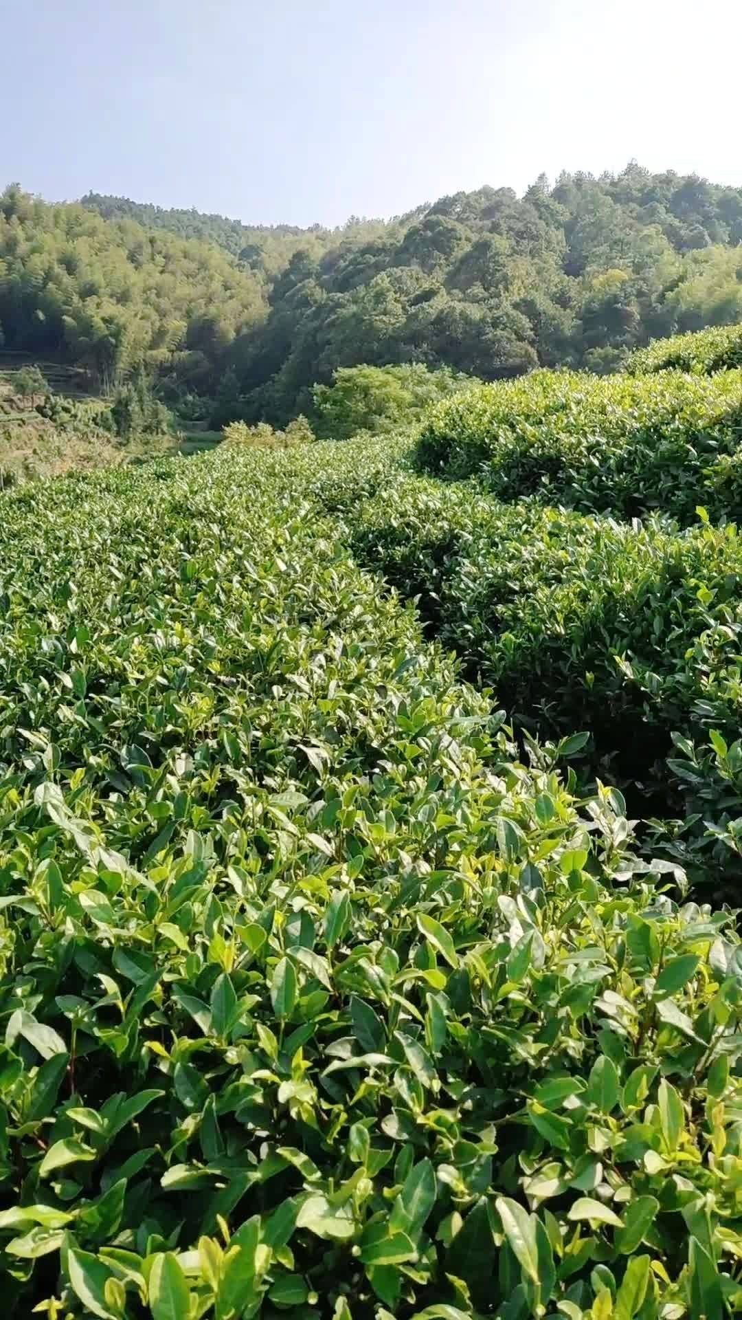 福鼎白茶潘溪茶山一角#福鼎白茶