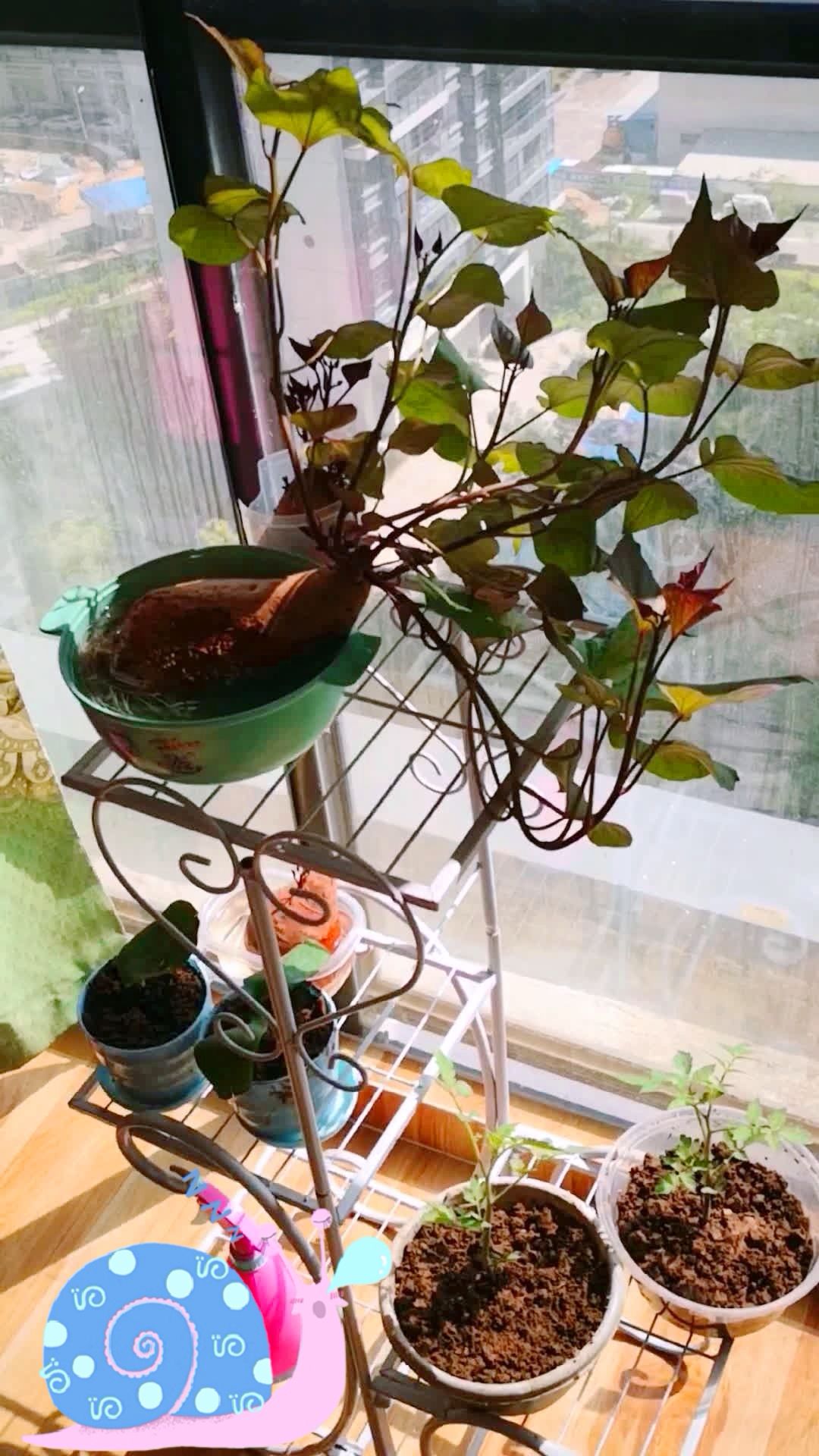 很全面的诠释植物的向光性,向阳性