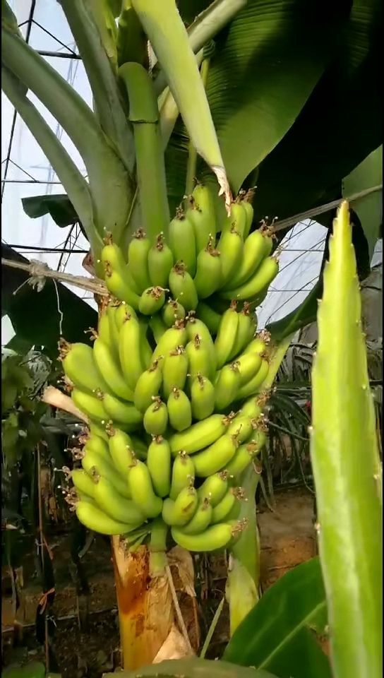 山东大棚种植香蕉