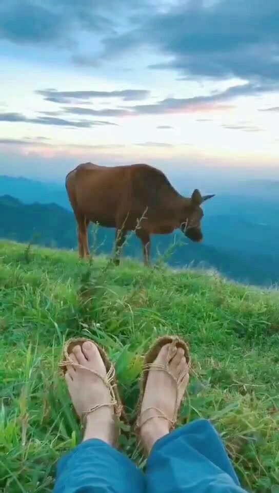 等我有钱了,我就去放牛,牛在吃草,我在睡觉!就买一头,多了数不过来!