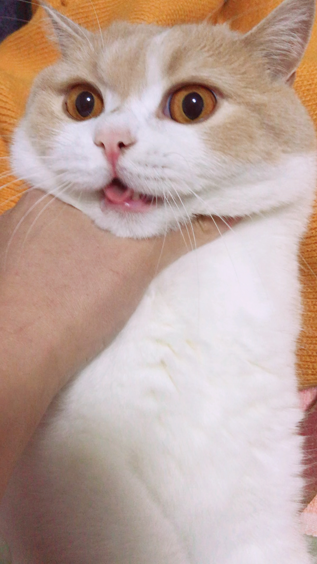 掐我脖儿?