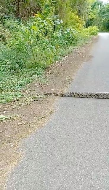 老人讲蛇拦路是有不祥之兆.人与自然