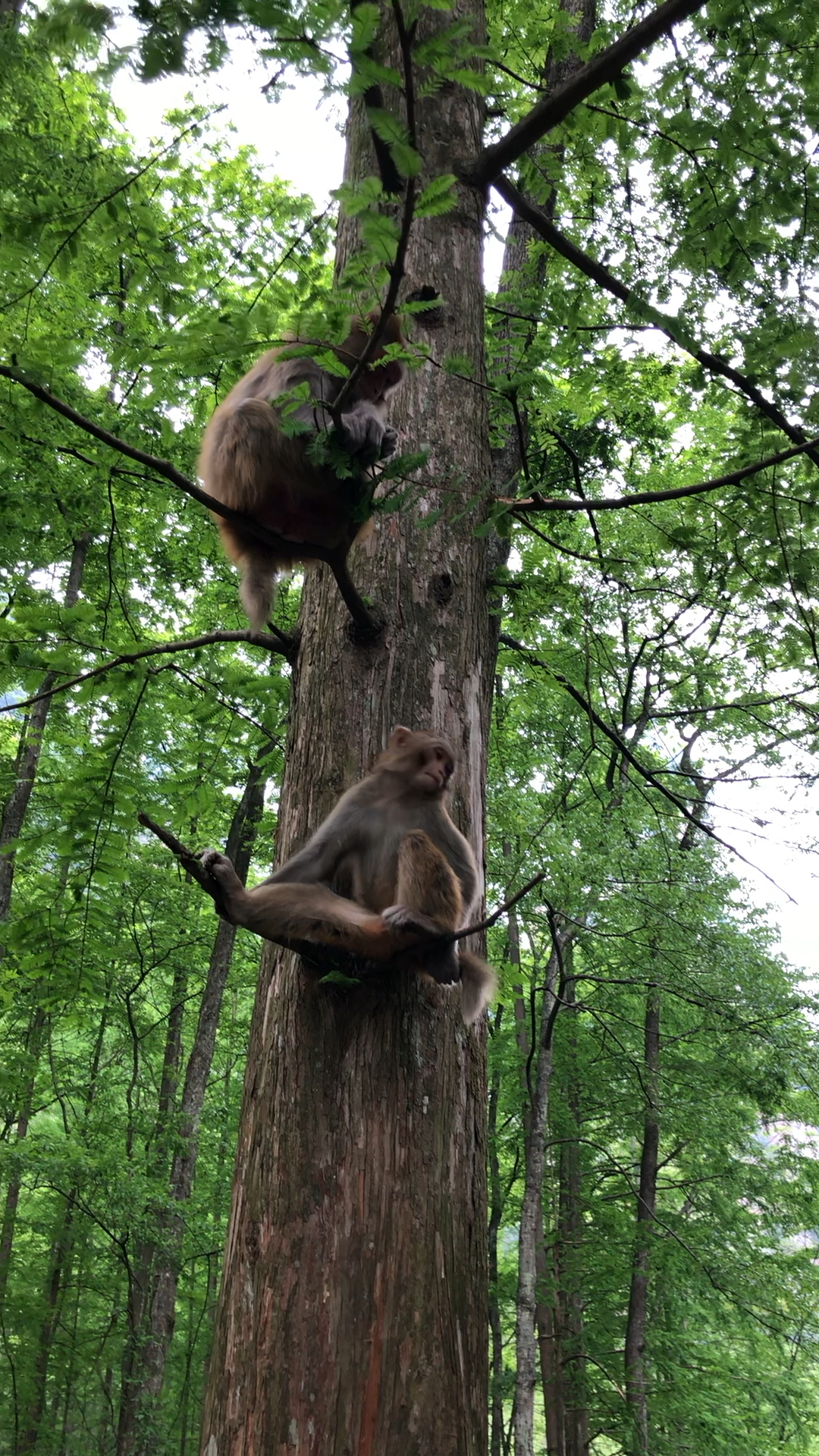 金鞭溪猴爷爷90