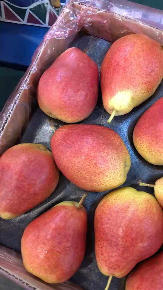 南非金皮梨新鲜到货 大果 别看牙 面口的 保证好吃