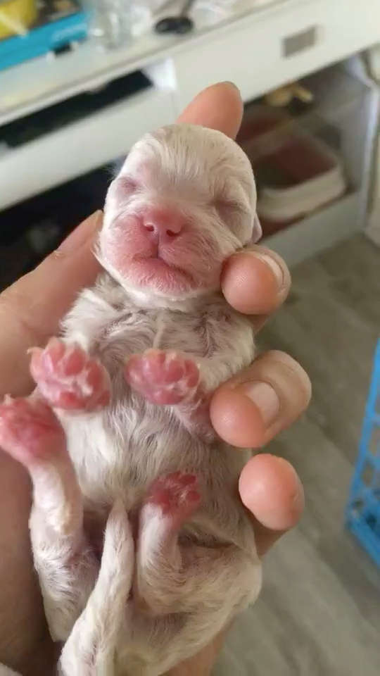 刚出生的小奶狗,好萌!