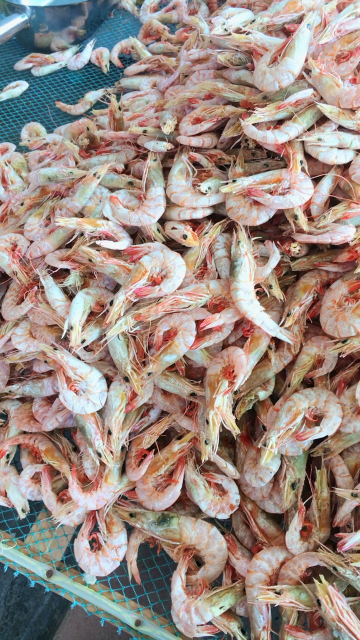 国庆不放假,晒了些海卢虾.好新鲜