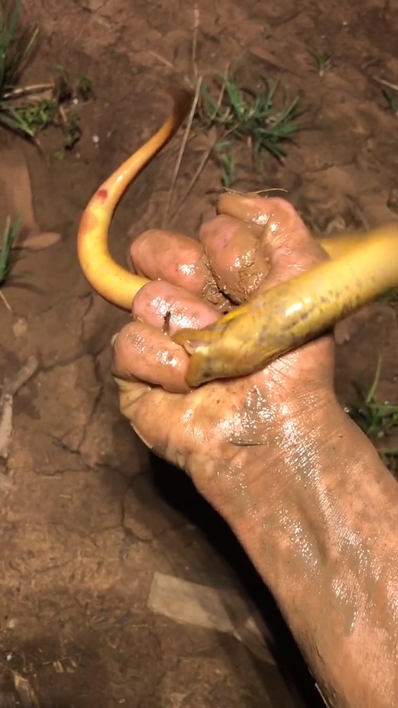 黄鳝这玩意咬人还挺疼啊!