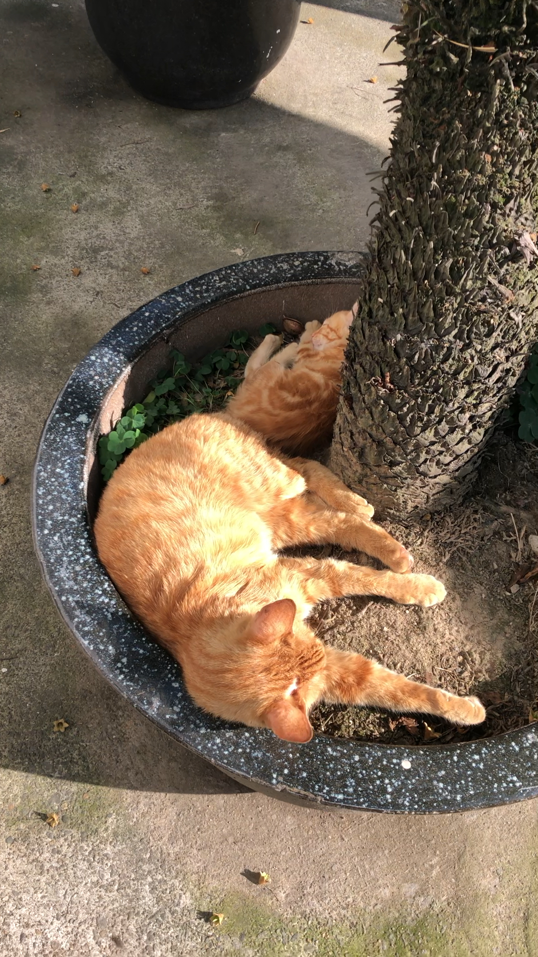 给自己一个悠闲的午后吧