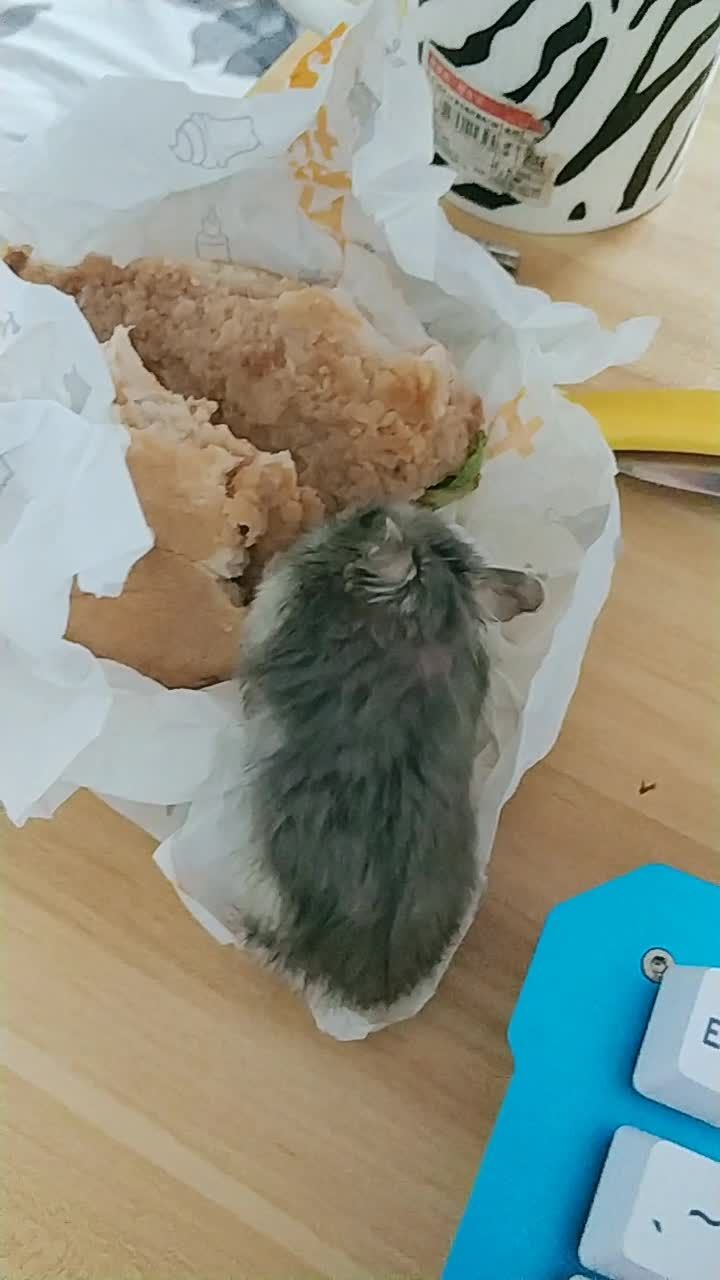 吃汉堡的小仓鼠,可能辣到了!