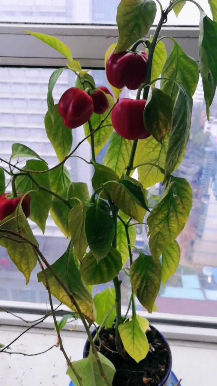 花盆栽的红灯笼辡椒,有的都长得有点(奇葩滴)吓死人了989898