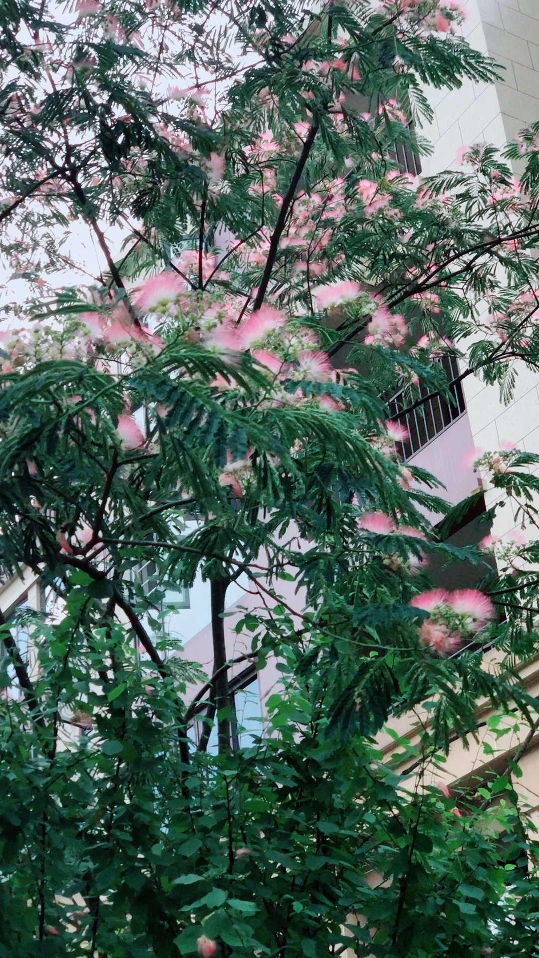 谁知道小区里开满粉红毛毛的树是什么99啊04