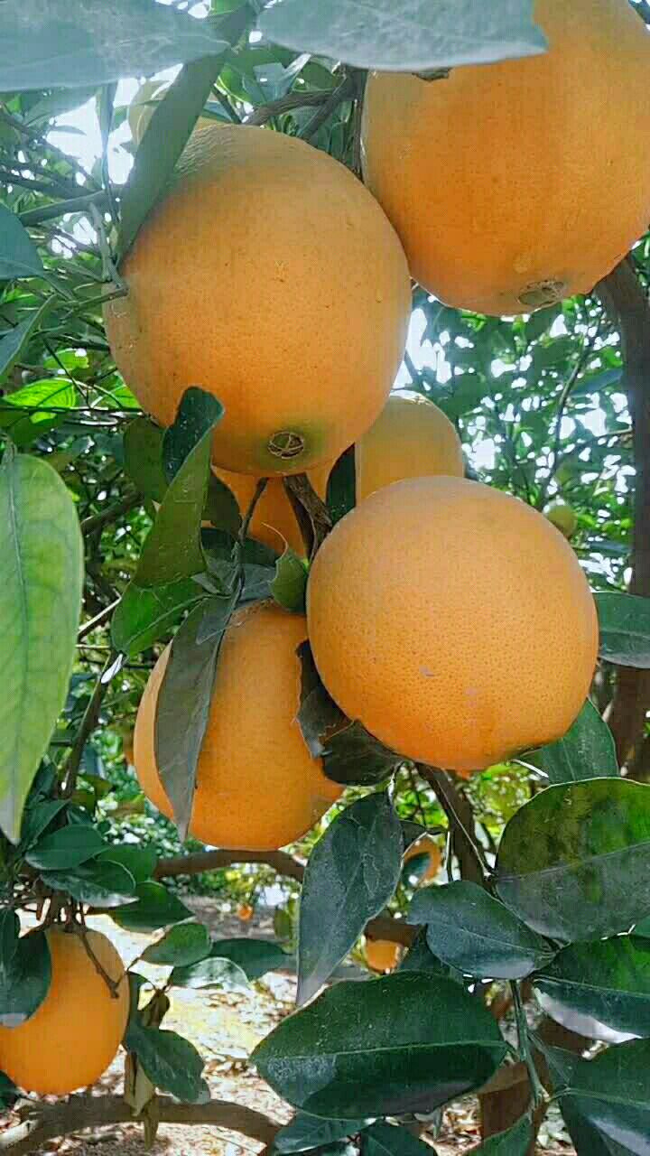 家乡漂亮的橙子熟了