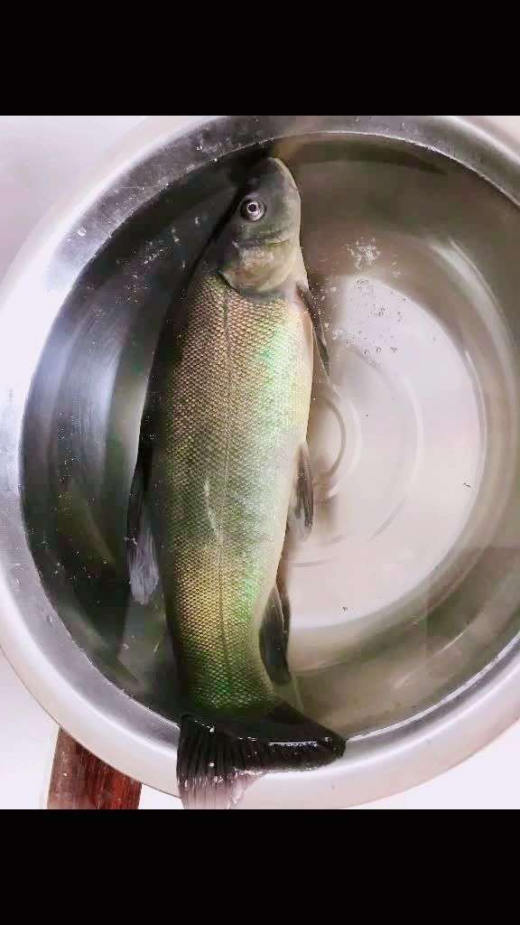 今天在松花江钓到的大鱼  问了好几个大爷  都不认识 请室友们给点