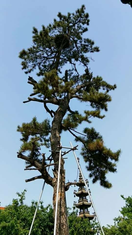 寿比南山不老松