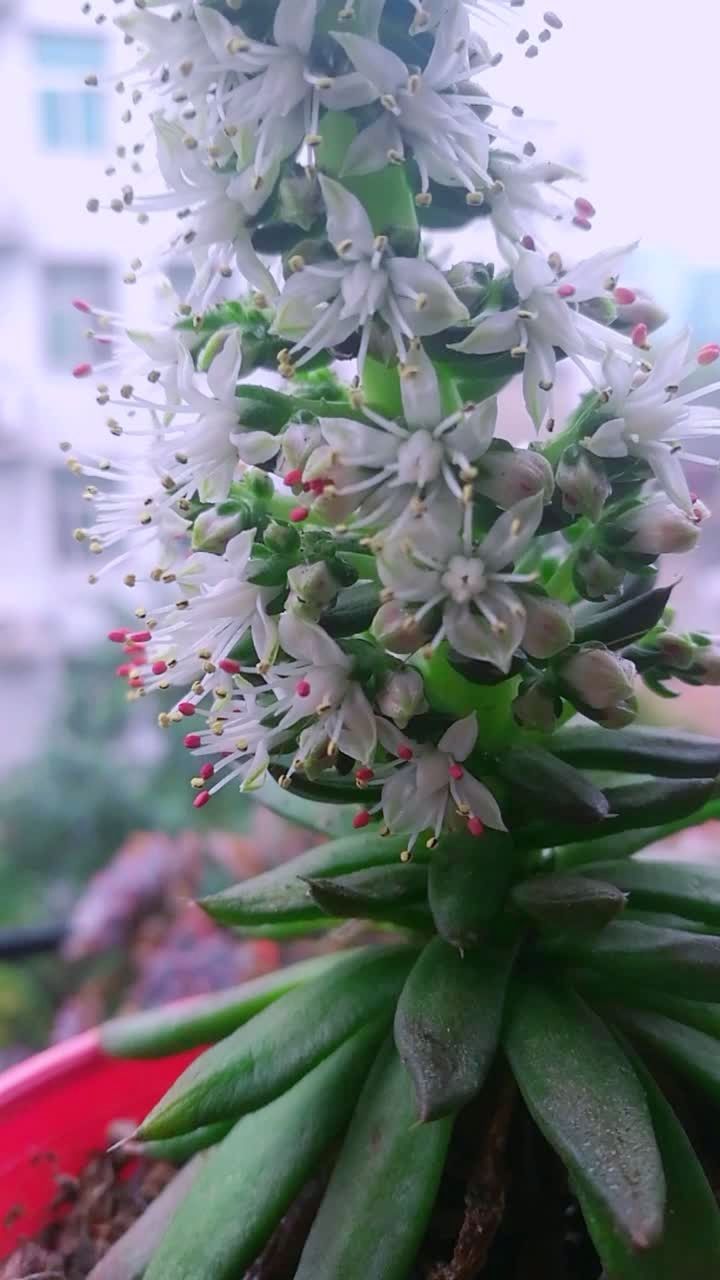 瓦松～听说开花后就会死