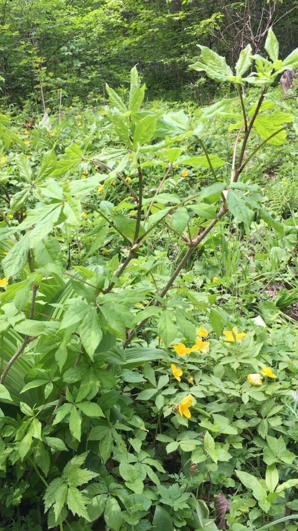 上山放山,在山脚下就到山菜:刺拐棒!学名:刺五加!