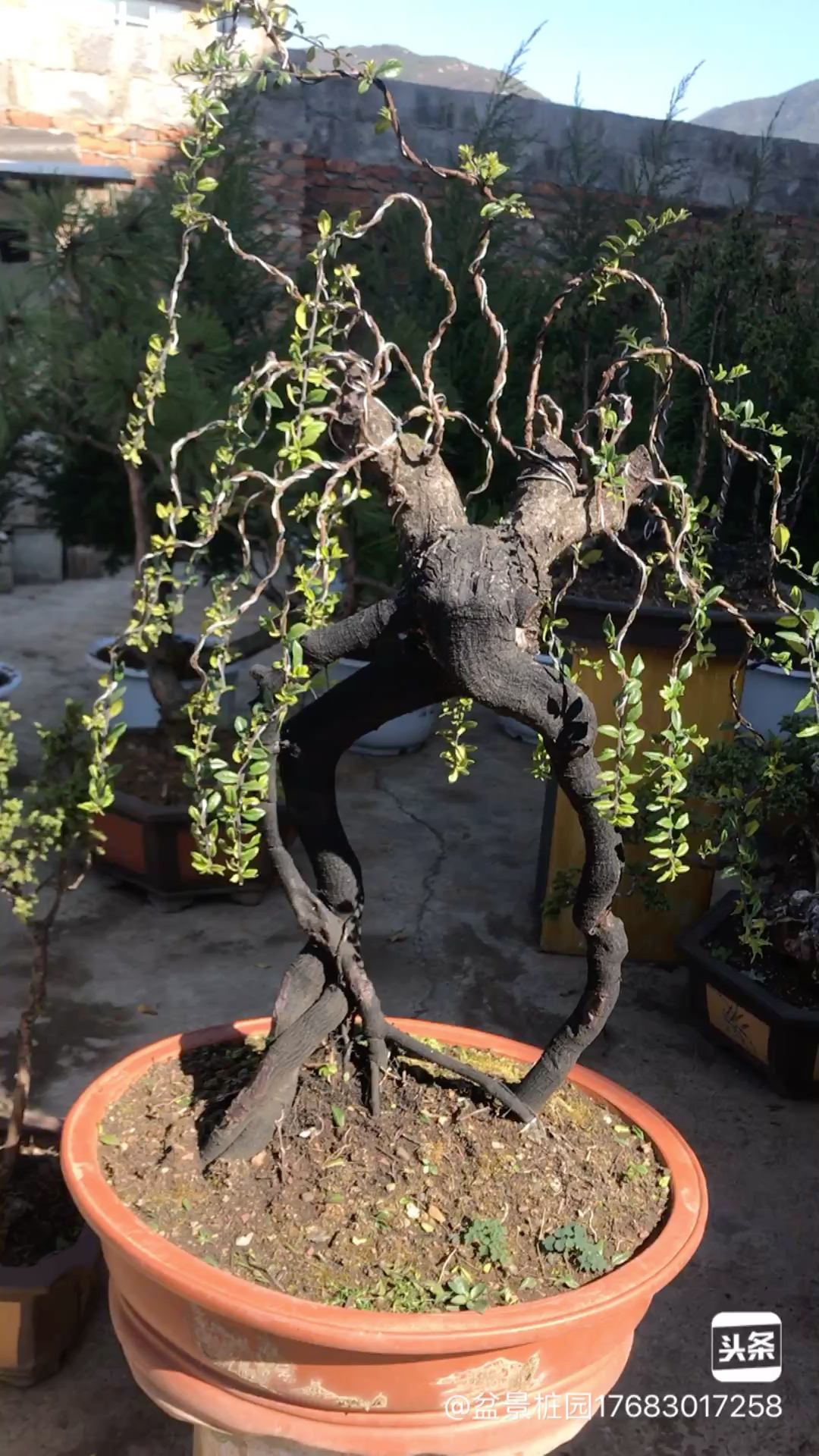 精品铁马鞭喜欢的朋友双击666