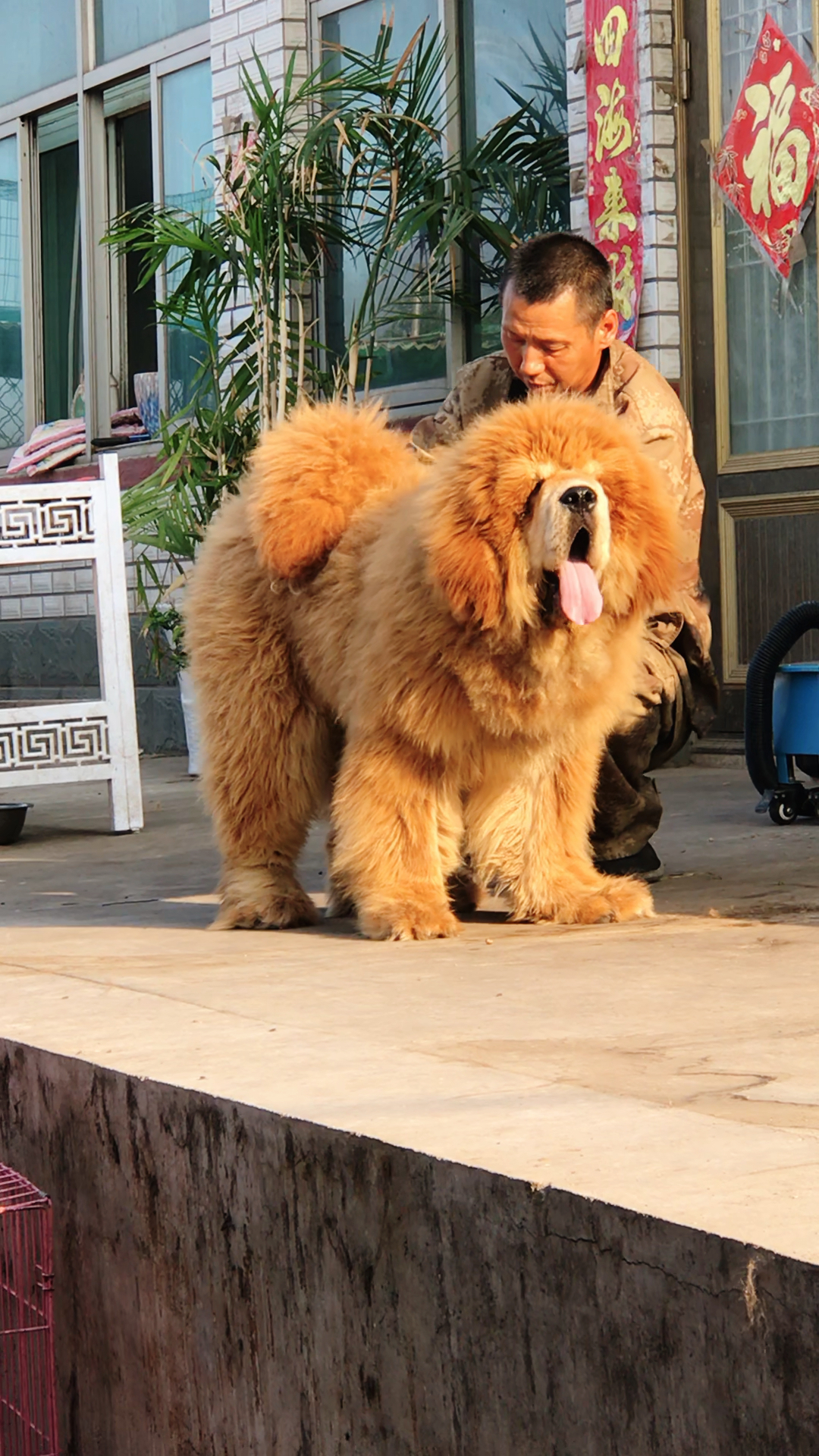 藏獒金毛狮王图片