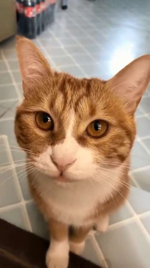 橘猫:快给我,看我渴望的小眼神!