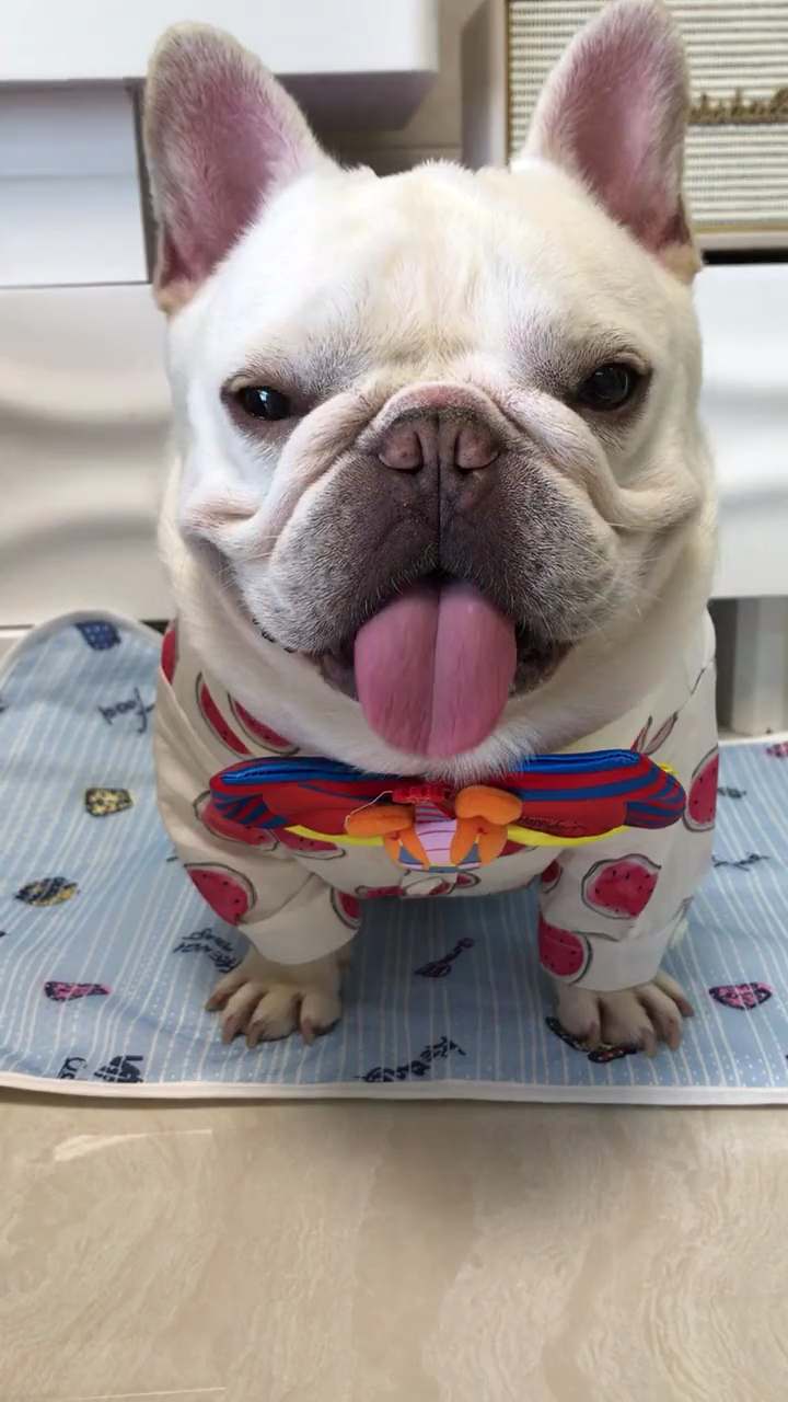 超可爱的法斗 不许动 不许笑