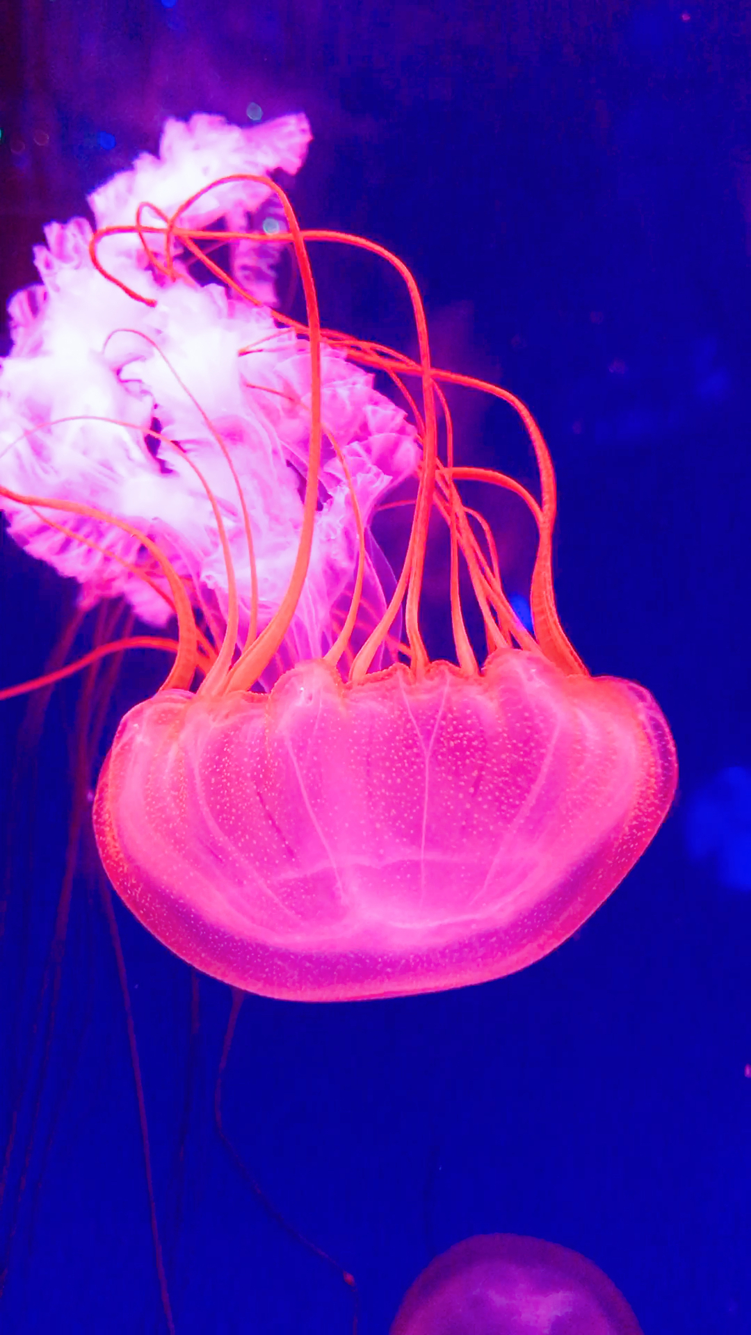 天草水母在水里