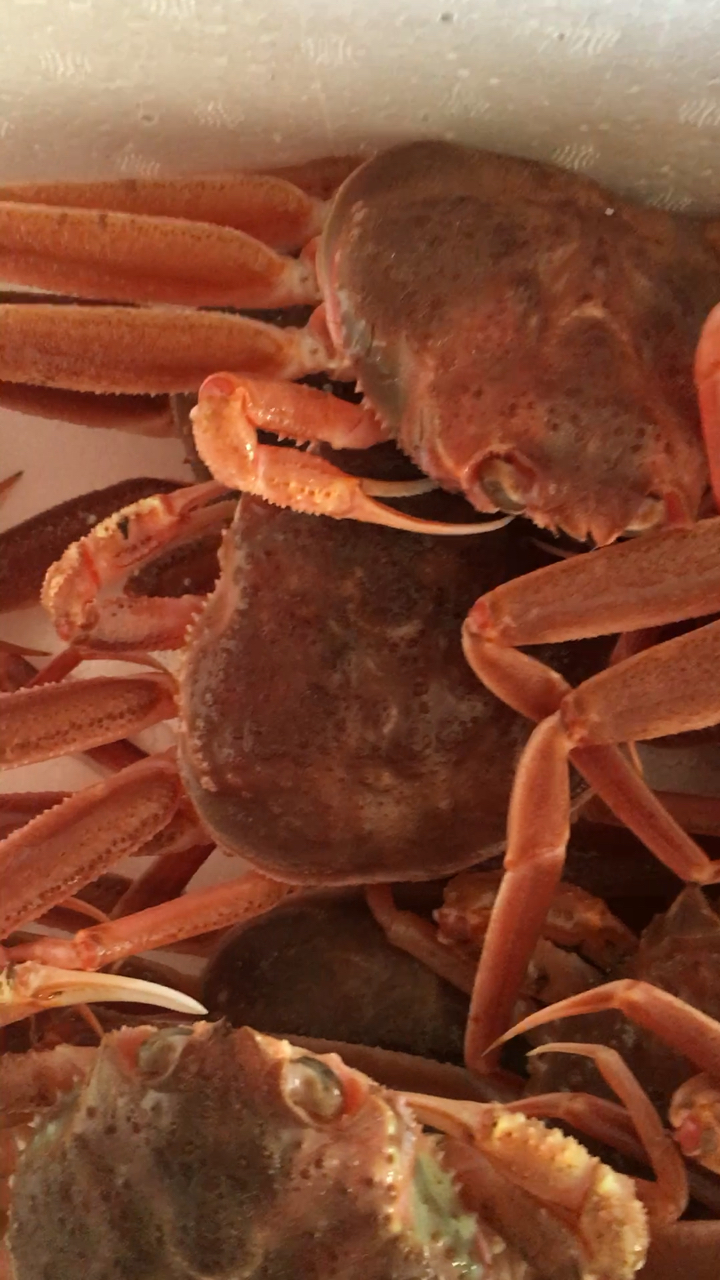 肥胖的小籽蟹晚上吃了它友友们一起来吧!90