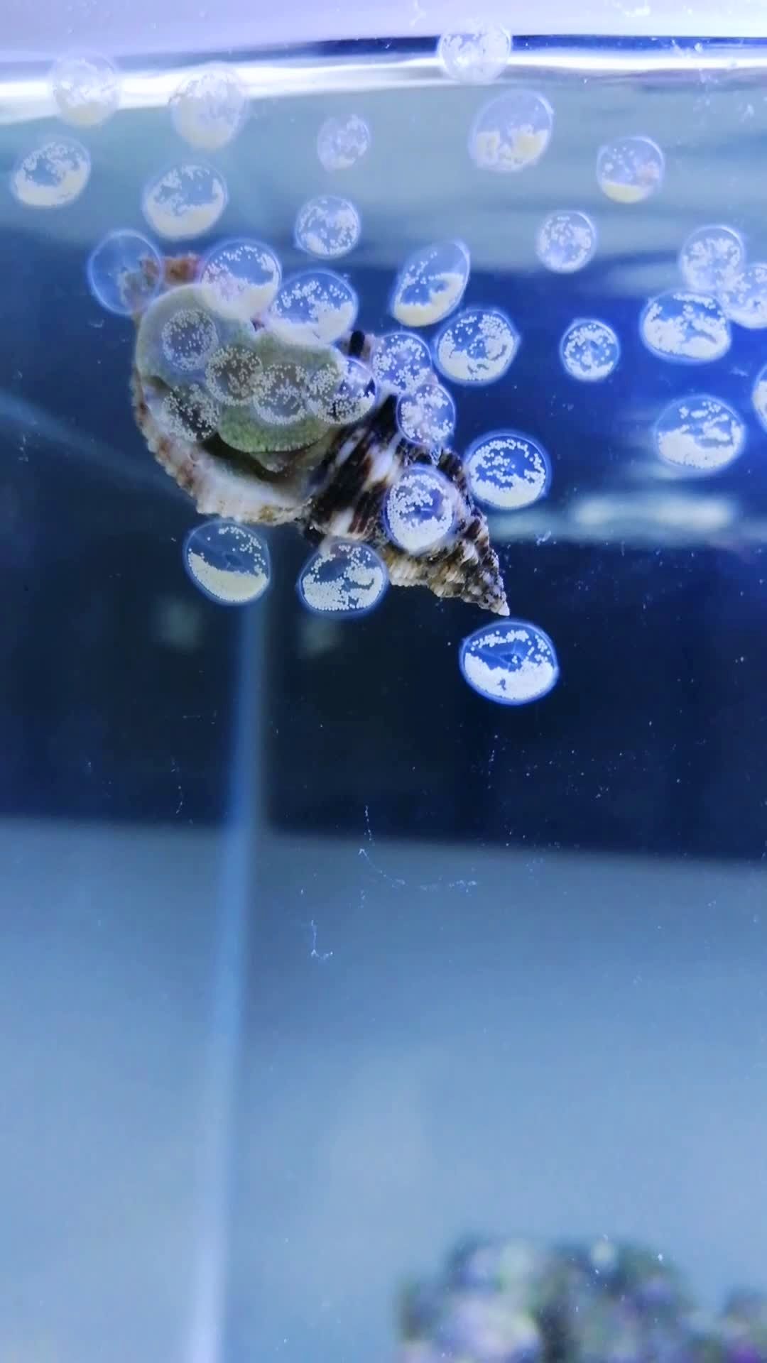 海缸里,小海螺产卵了!