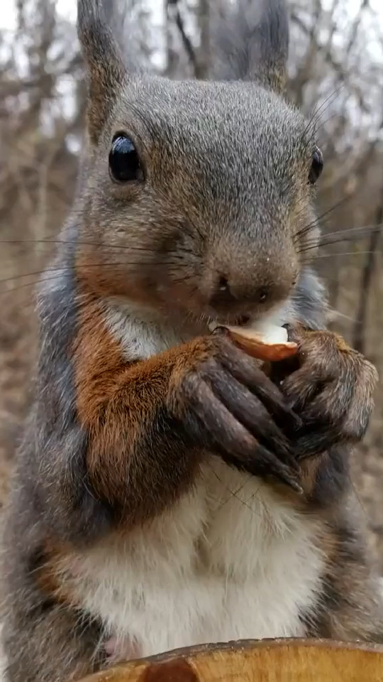 这种大自然的声音,听了就让人心旷神怡,它叫魔王松鼠97