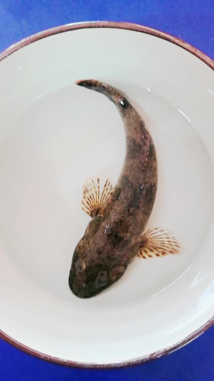 吃过这种小胖鱼吗?